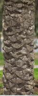 photo texture of palm bark 0021